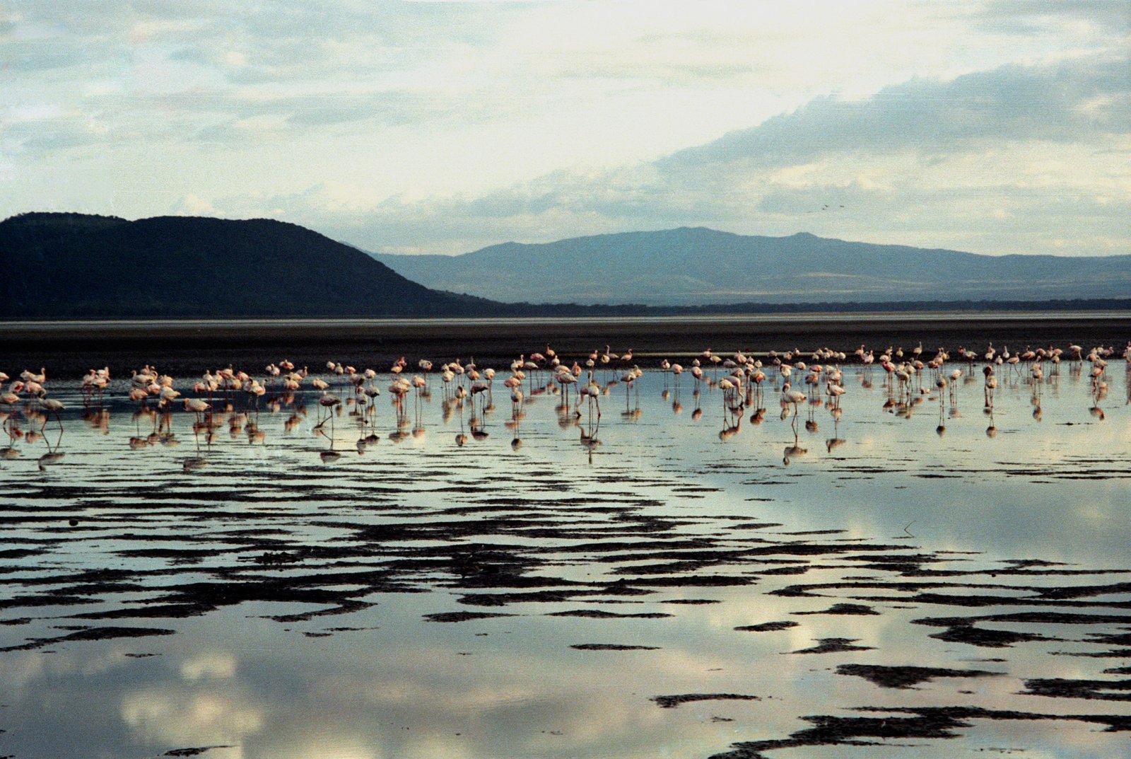 Flamingos gathered at Lake Naivasha